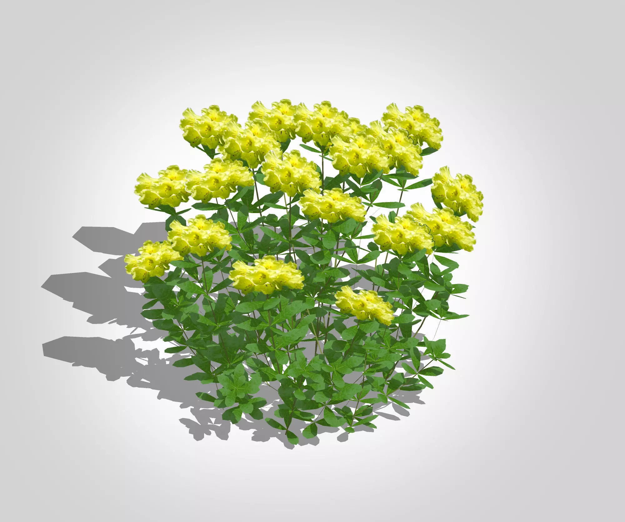 Plant Azalea Yellow Low-poly 3D model_0