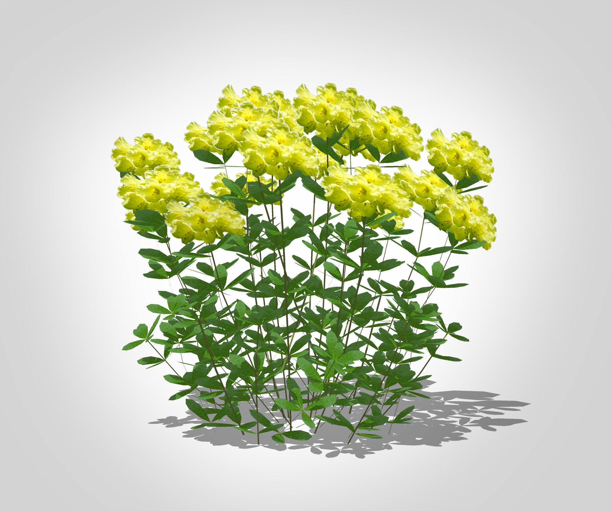 Plant Azalea Yellow Low-poly 3D model_4