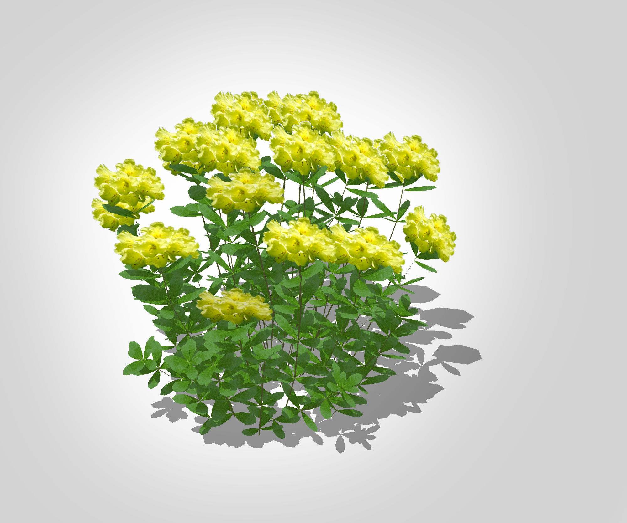 Plant Azalea Yellow Low-poly 3D model_1