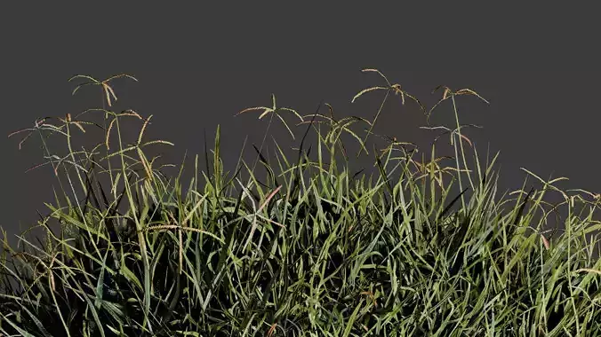 grass pack low poly modal