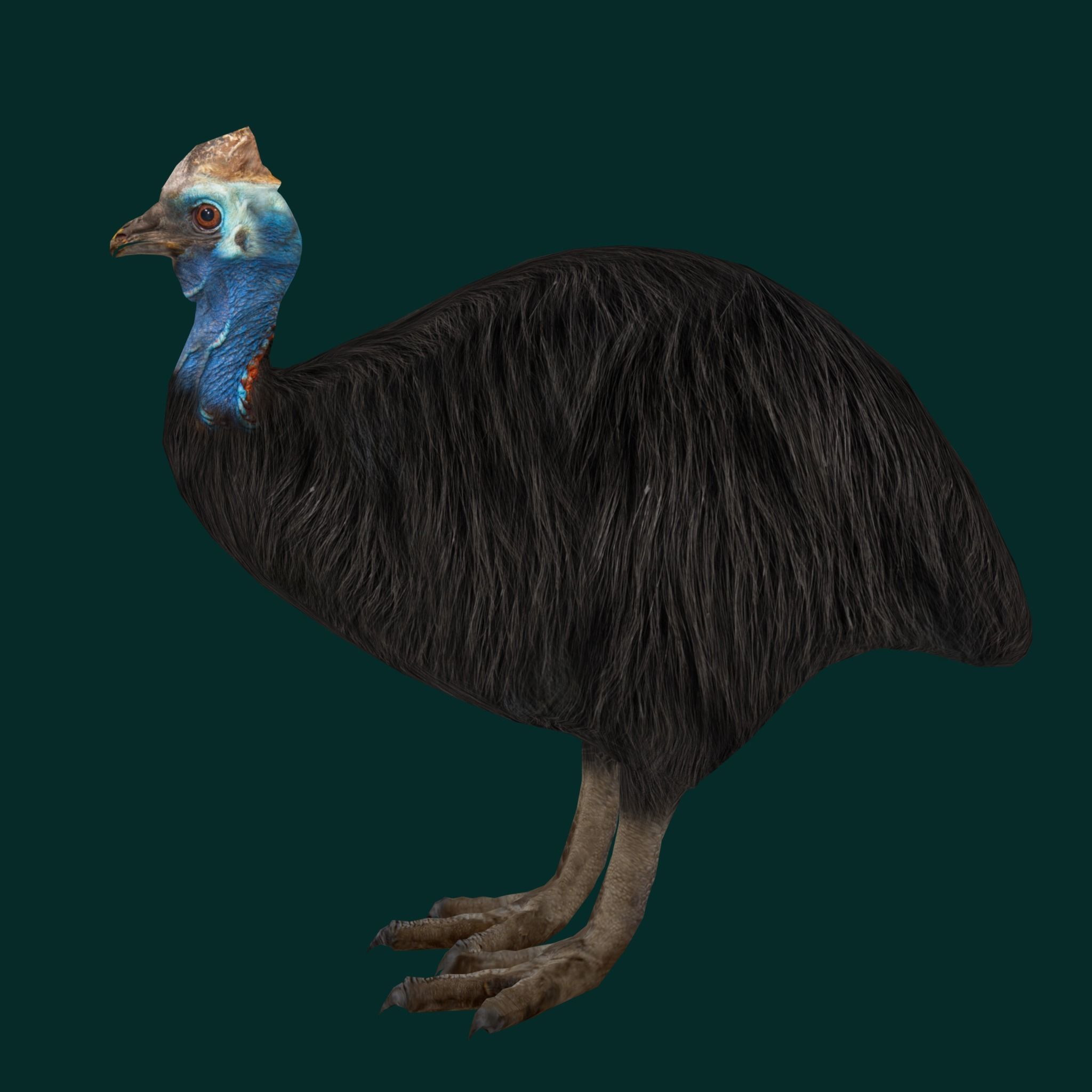 Australian Cassowary Bird  Low-poly 3D model_16