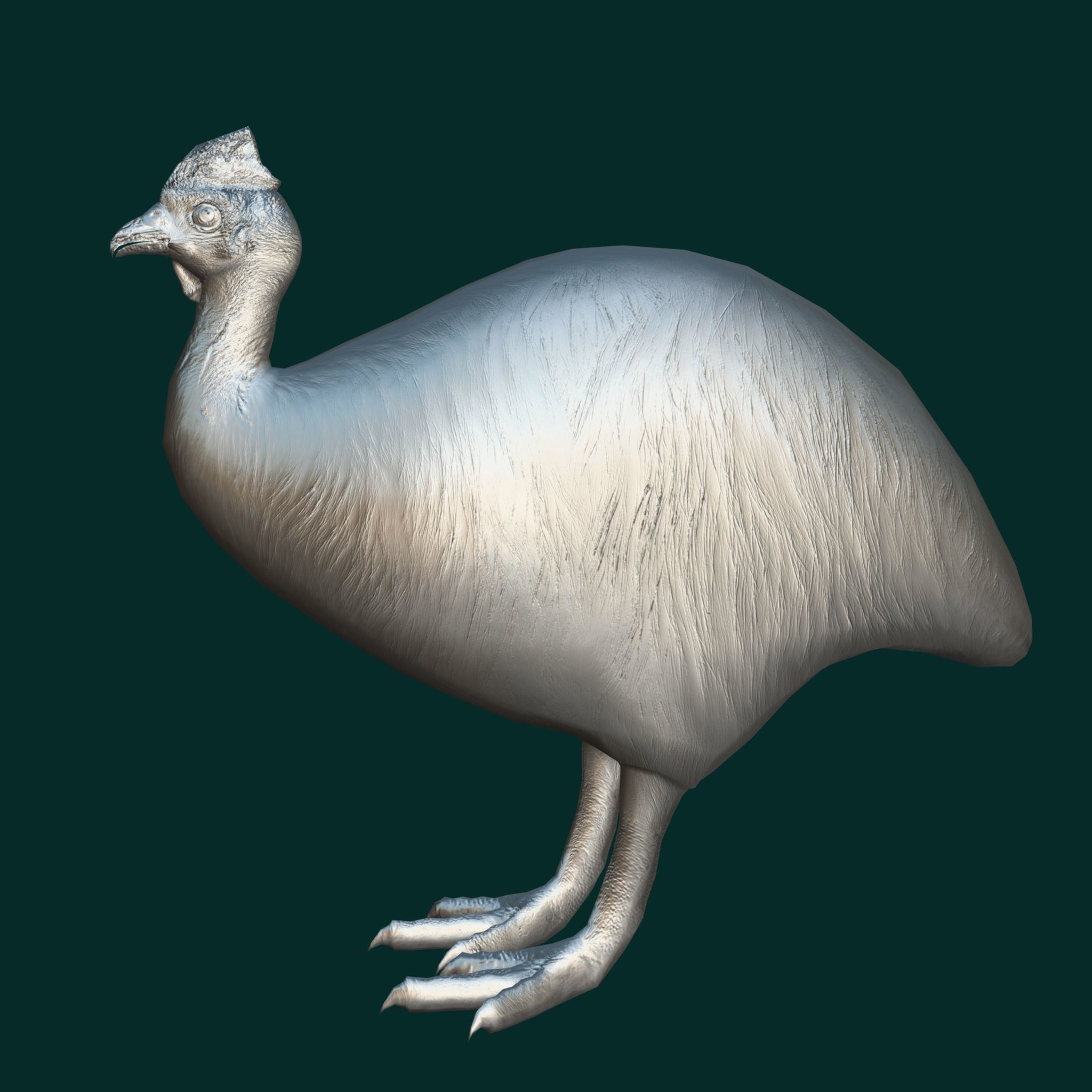 Australian Cassowary Bird  Low-poly 3D model_17