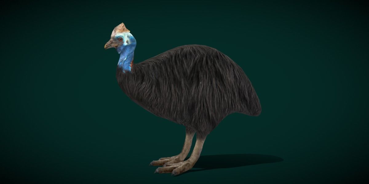 Australian Cassowary Bird  Low-poly 3D model_9