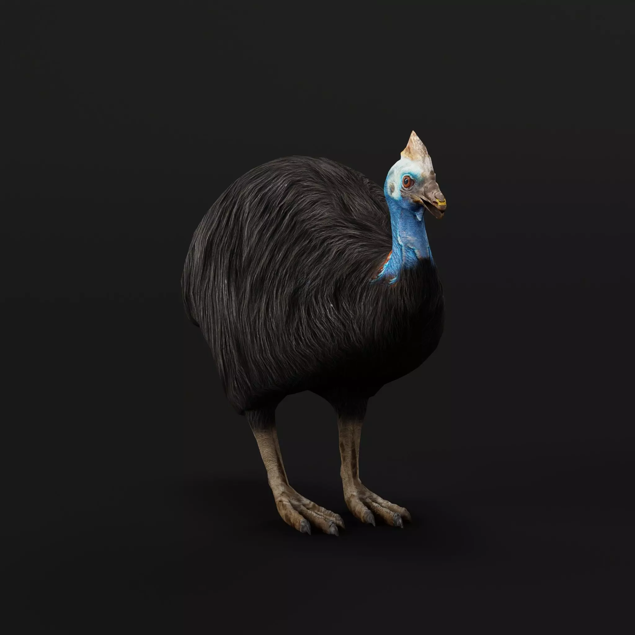 Australian Cassowary Bird  Low-poly 3D model_0