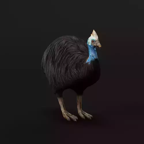 Australian Cassowary Bird  Low-poly 3D model
