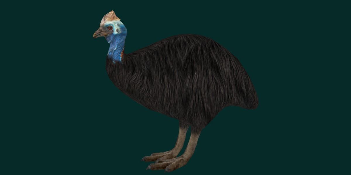 Australian Cassowary Bird  Low-poly 3D model_20