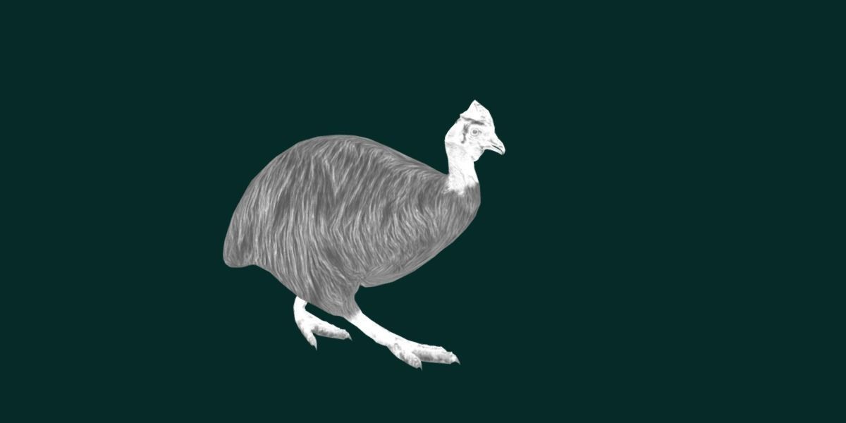 Australian Cassowary Bird  Low-poly 3D model_25