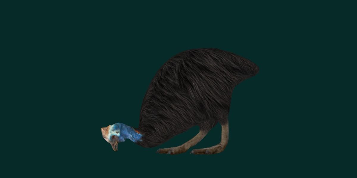 Australian Cassowary Bird  Low-poly 3D model_24