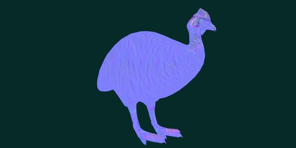 Australian Cassowary Bird  Low-poly 3D model_22