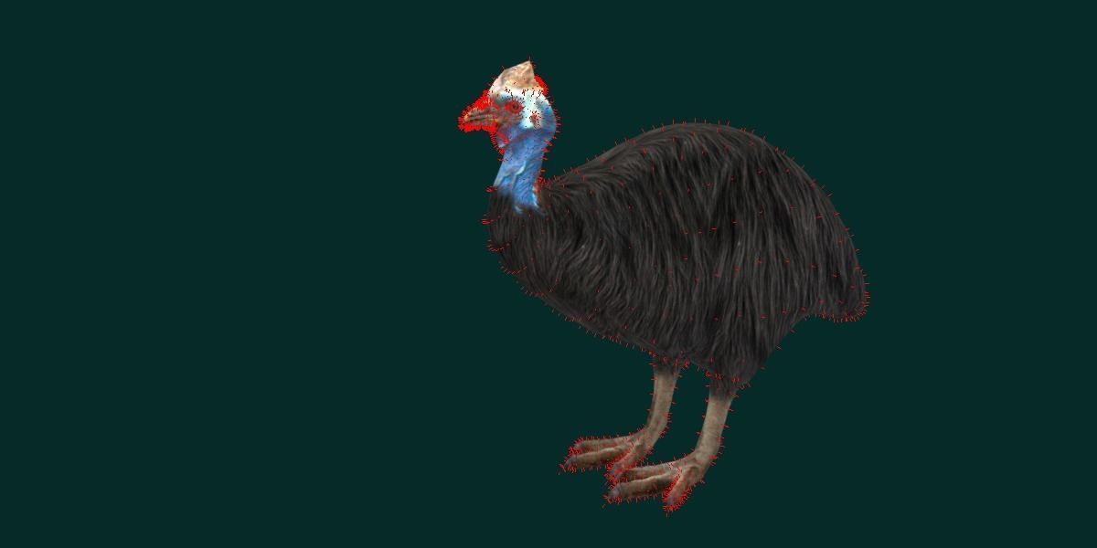 Australian Cassowary Bird  Low-poly 3D model_13