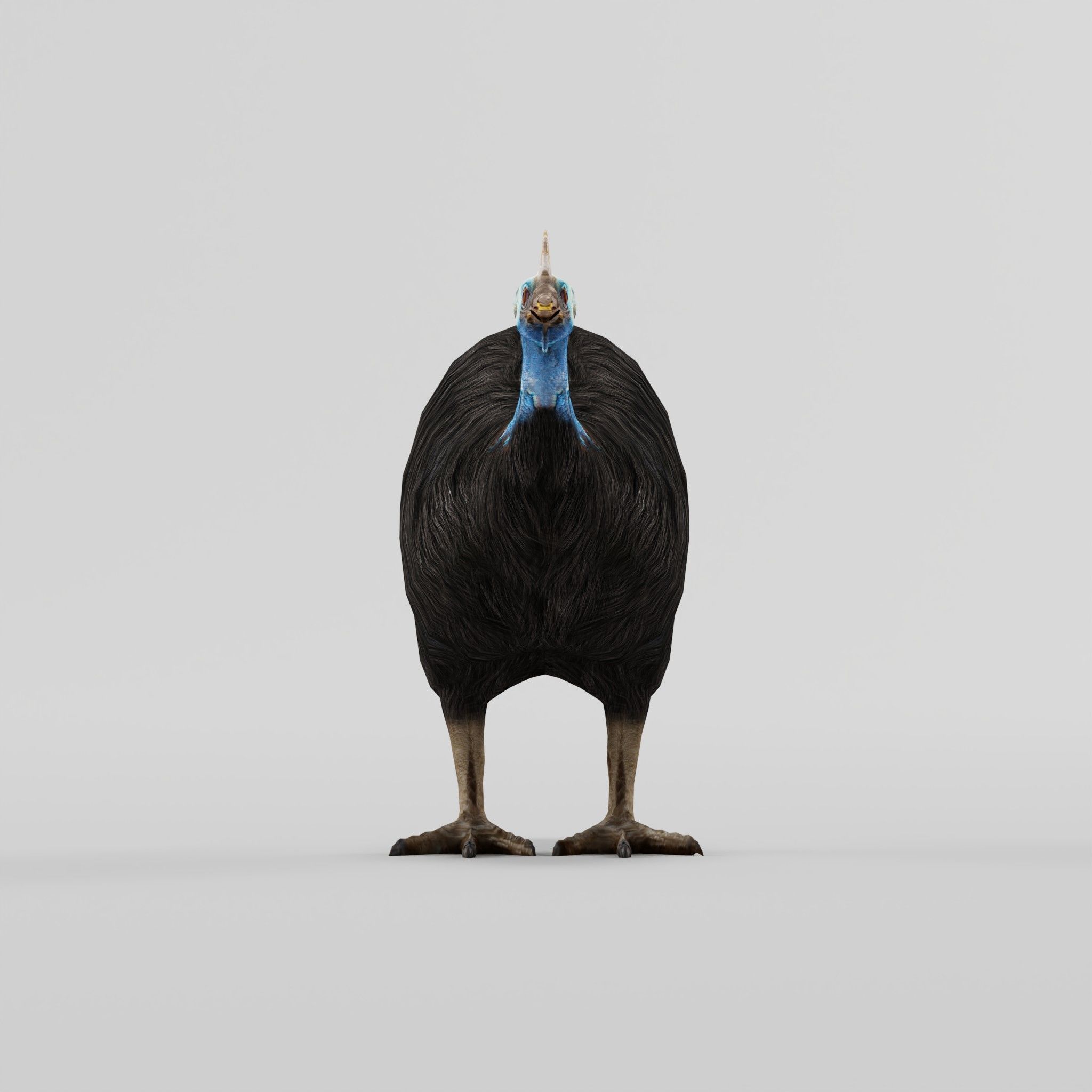 Australian Cassowary Bird  Low-poly 3D model_7
