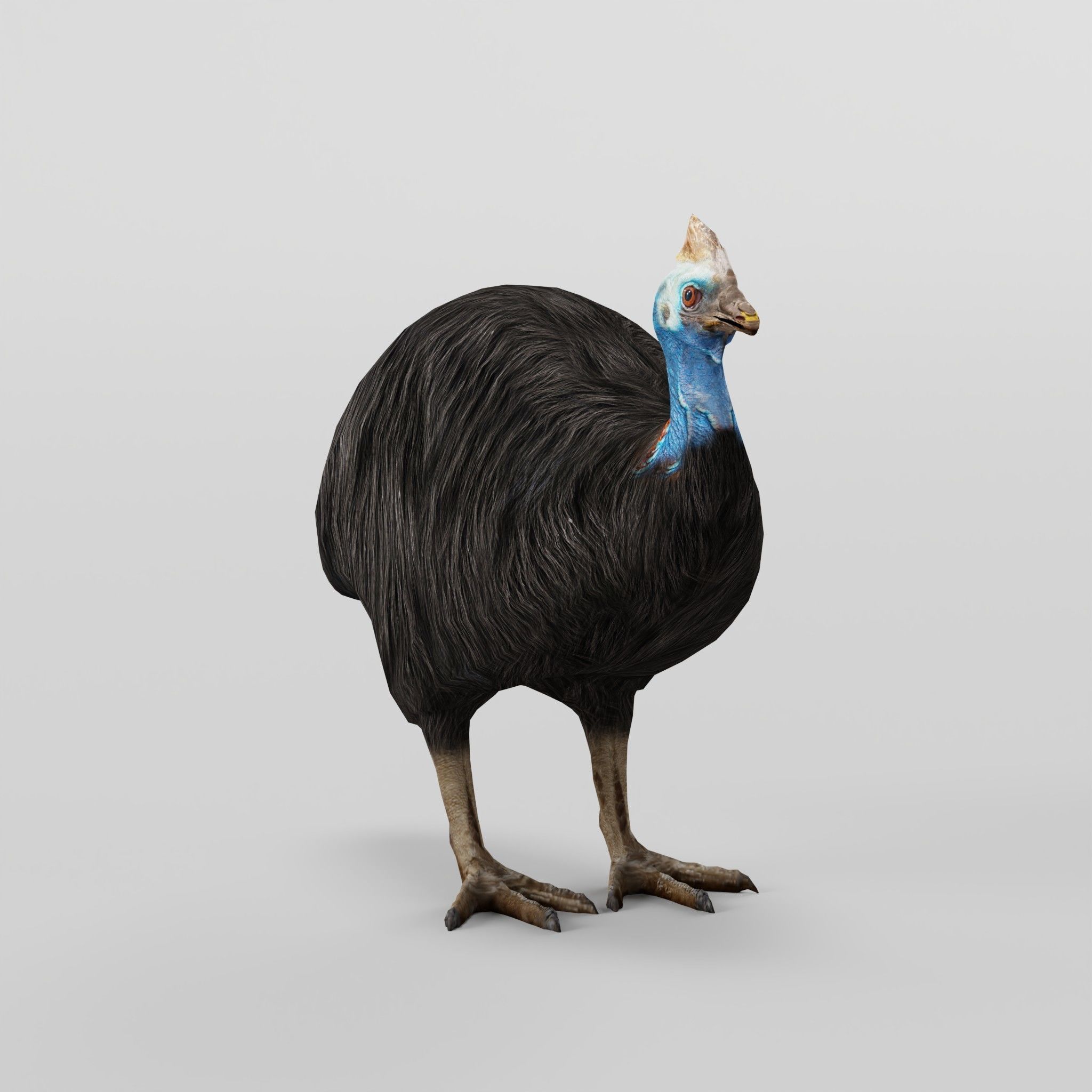 Australian Cassowary Bird  Low-poly 3D model_6