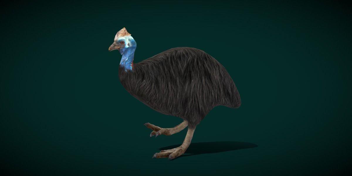 Australian Cassowary Bird  Low-poly 3D model_26