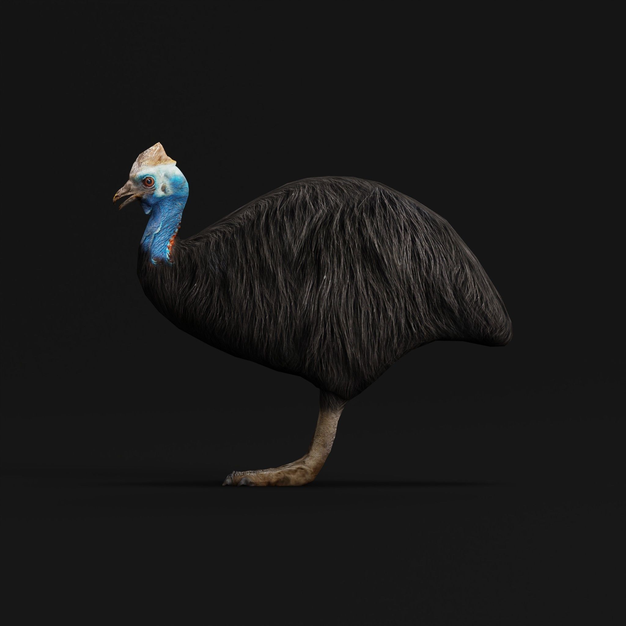 Australian Cassowary Bird  Low-poly 3D model_4