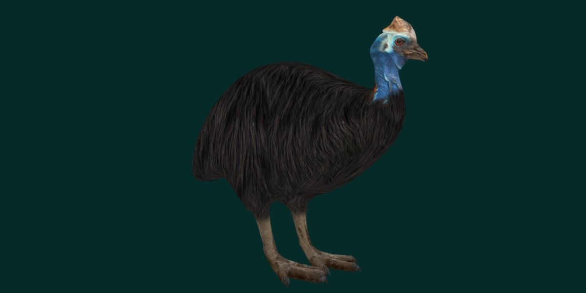 Australian Cassowary Bird  Low-poly 3D model_21