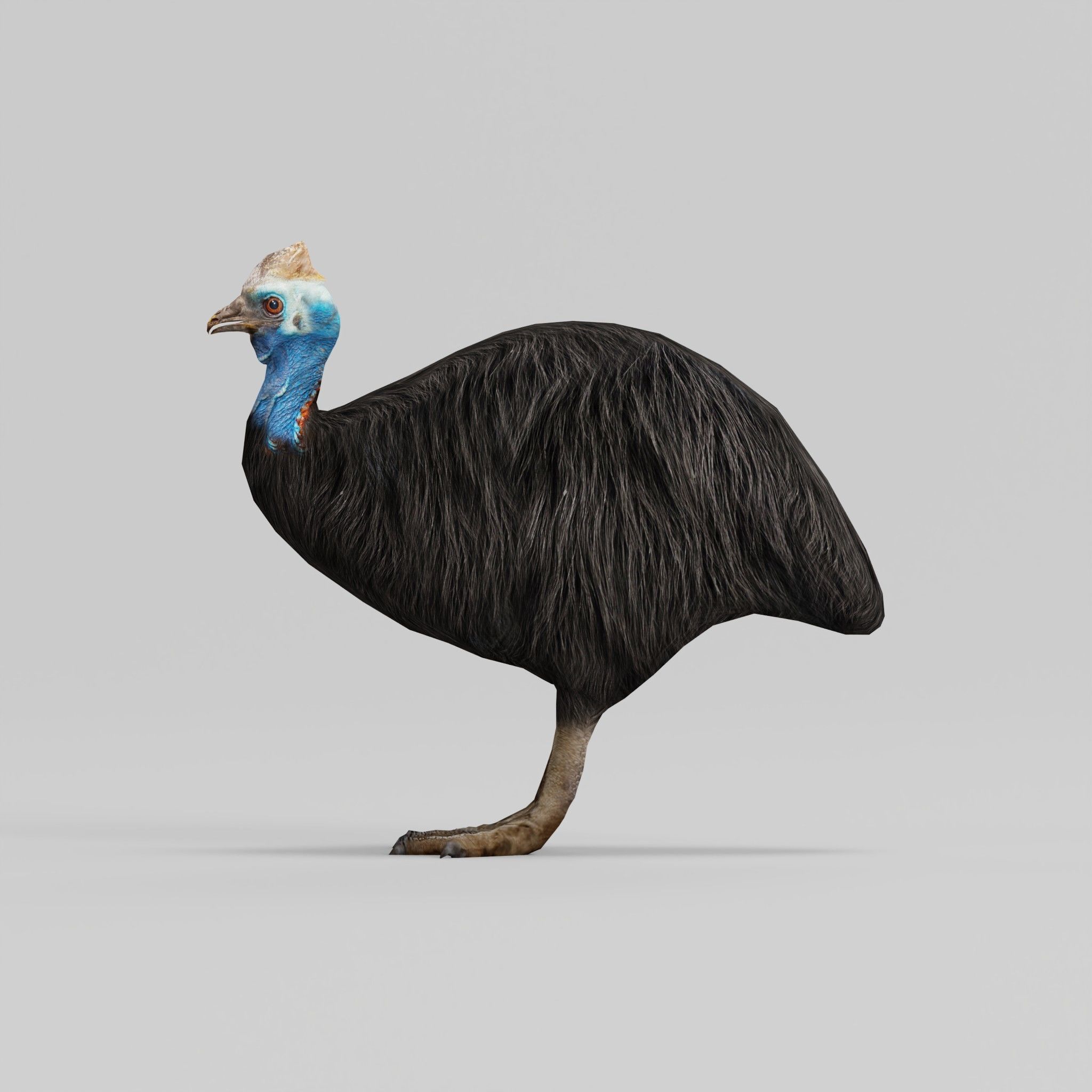 Australian Cassowary Bird  Low-poly 3D model_8