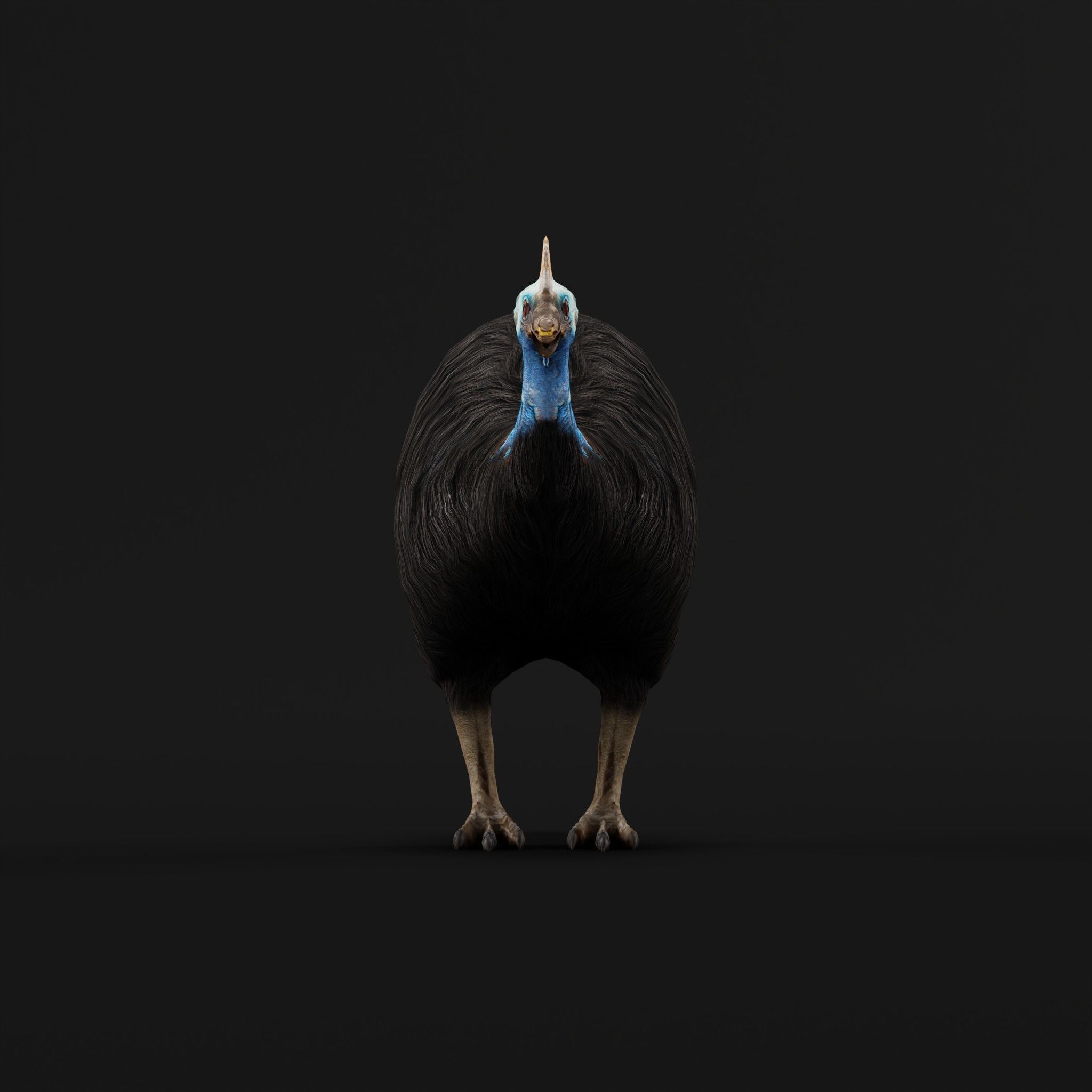Australian Cassowary Bird  Low-poly 3D model_3