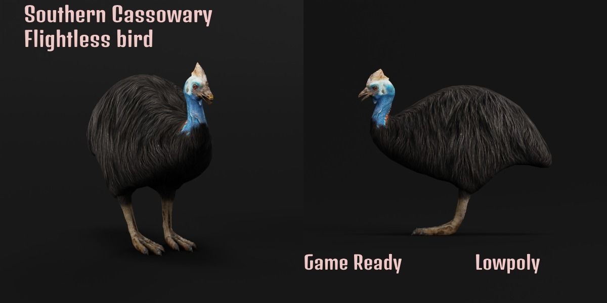 Australian Cassowary Bird  Low-poly 3D model_2