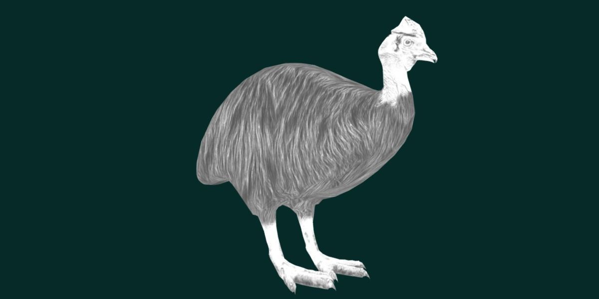 Australian Cassowary Bird  Low-poly 3D model_23