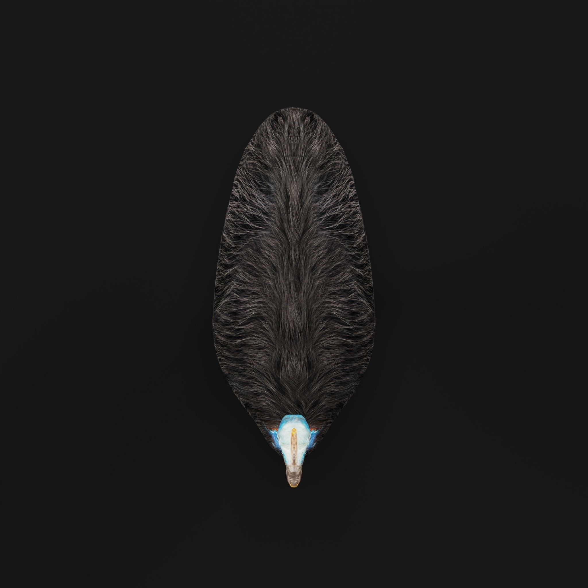 Australian Cassowary Bird  Low-poly 3D model_5