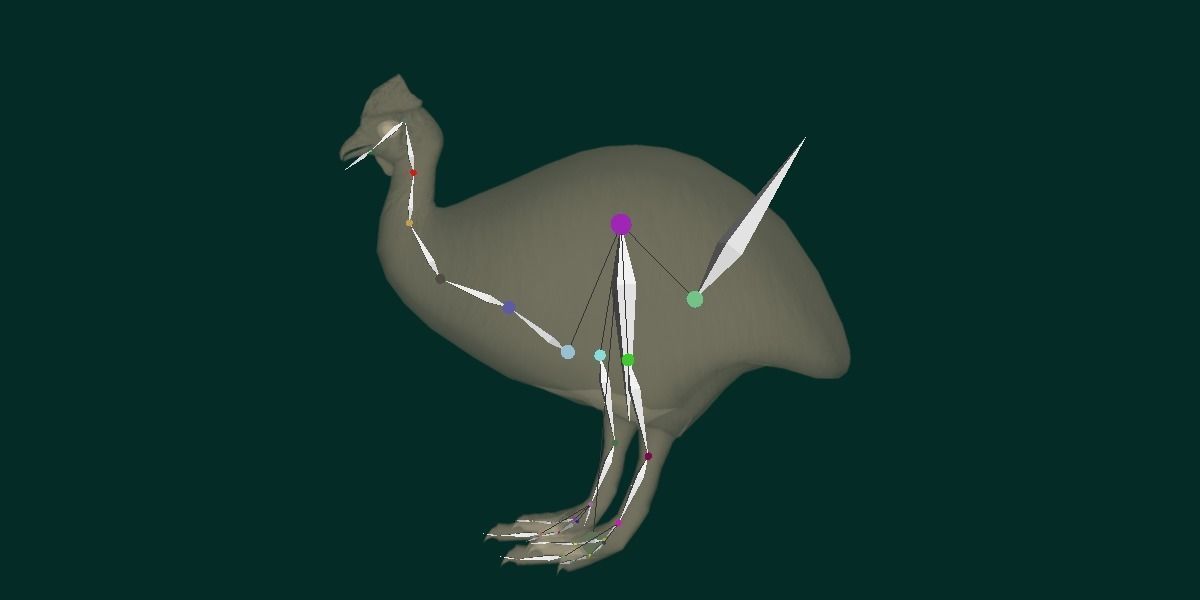 Australian Cassowary Bird  Low-poly 3D model_18