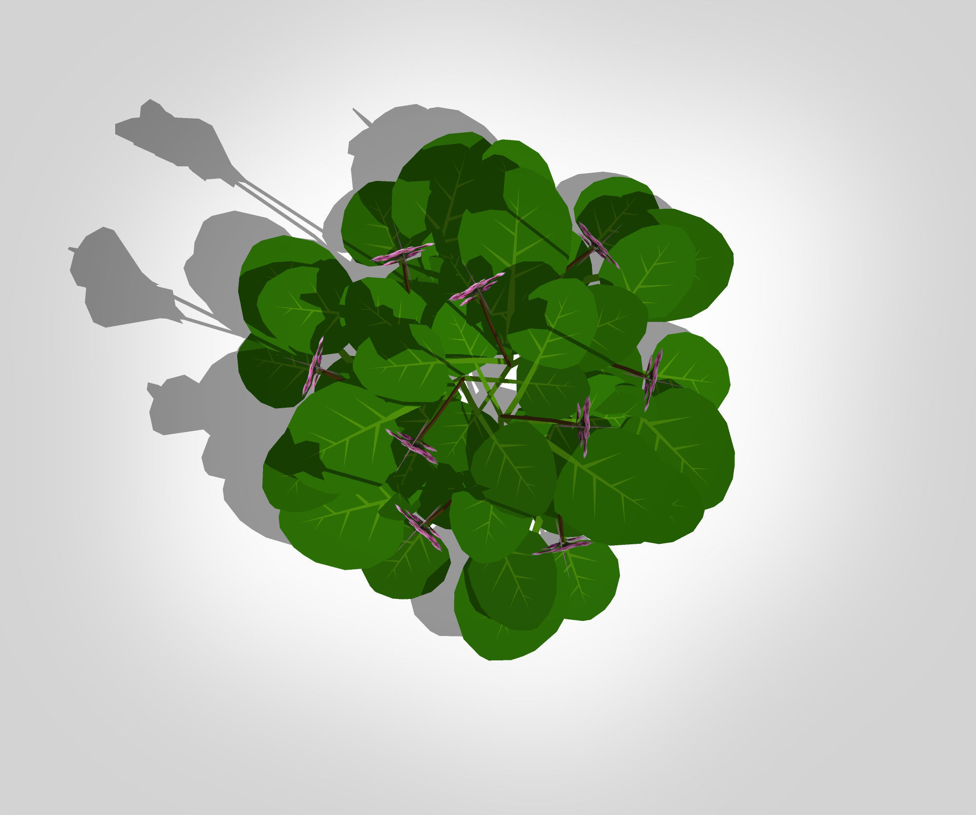 Plant Bergenia Cordifolia Low-poly 3D model_2