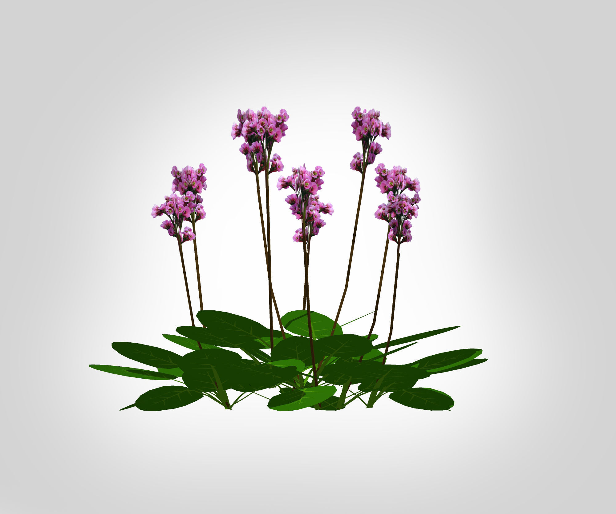 Plant Bergenia Cordifolia Low-poly 3D model_4