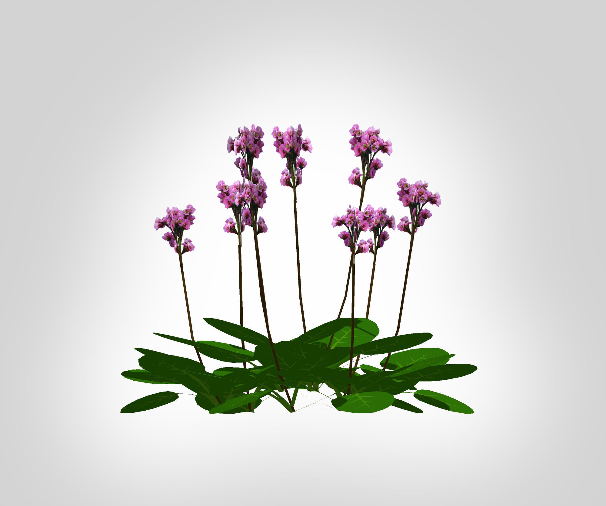 Plant Bergenia Cordifolia Low-poly 3D model_3