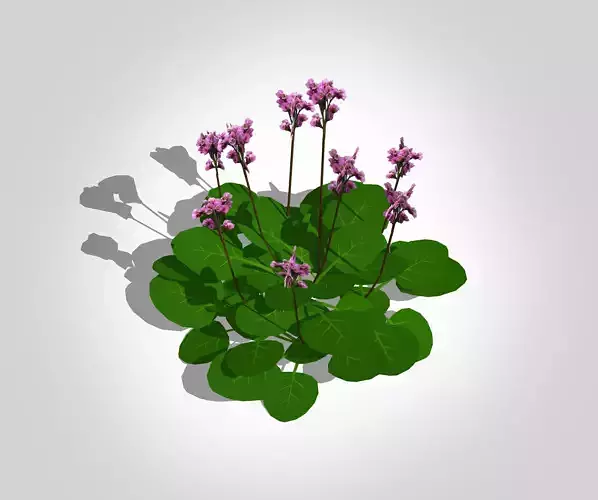 Plant Bergenia Cordifolia