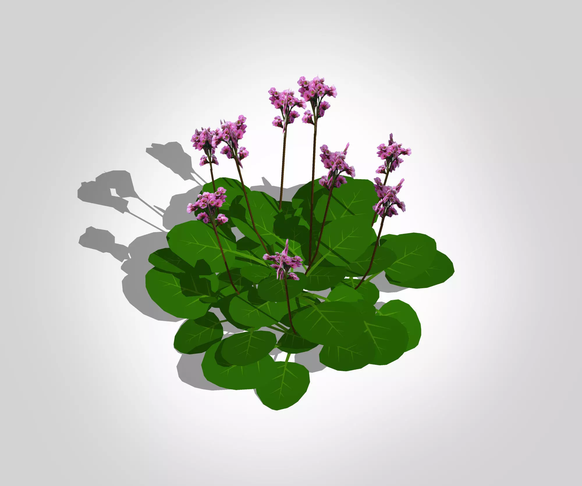 Plant Bergenia Cordifolia Low-poly 3D model_0