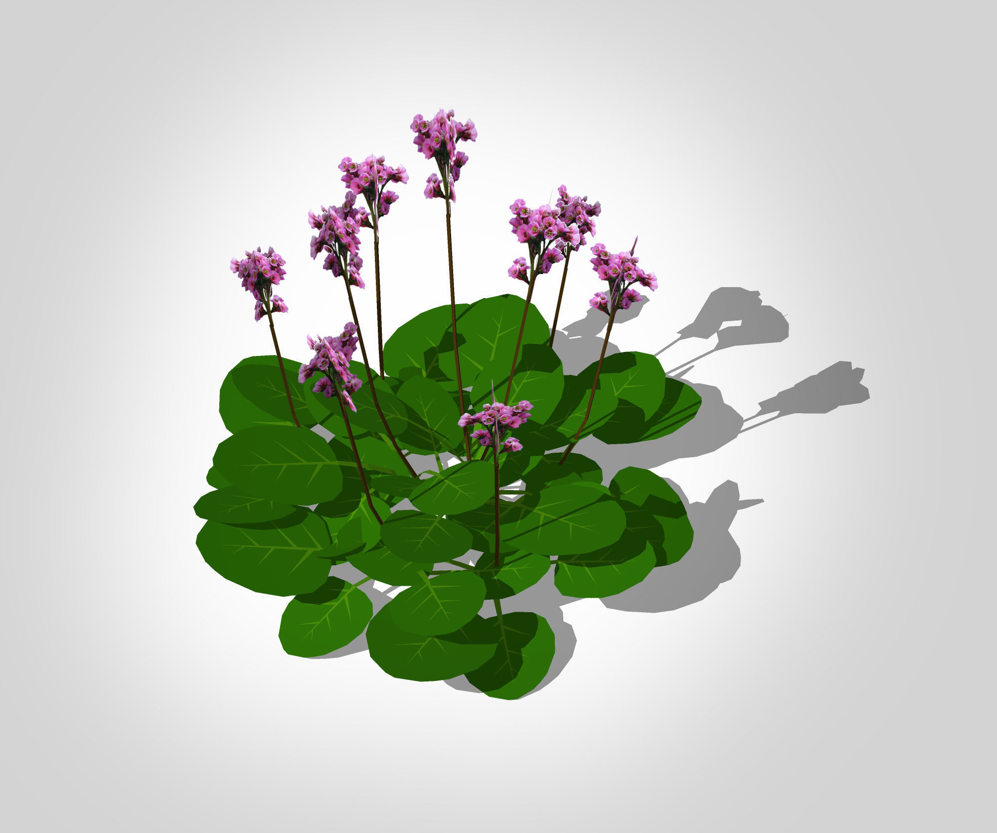 Plant Bergenia Cordifolia Low-poly 3D model_1