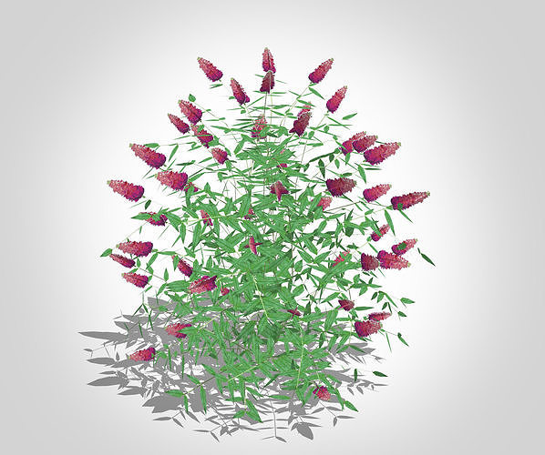 Plant Buddleia Butterfly Bush Pink Low-poly 3D model
