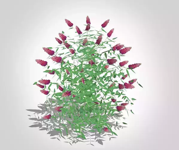 Plant Buddleia Butterfly Bush Pink