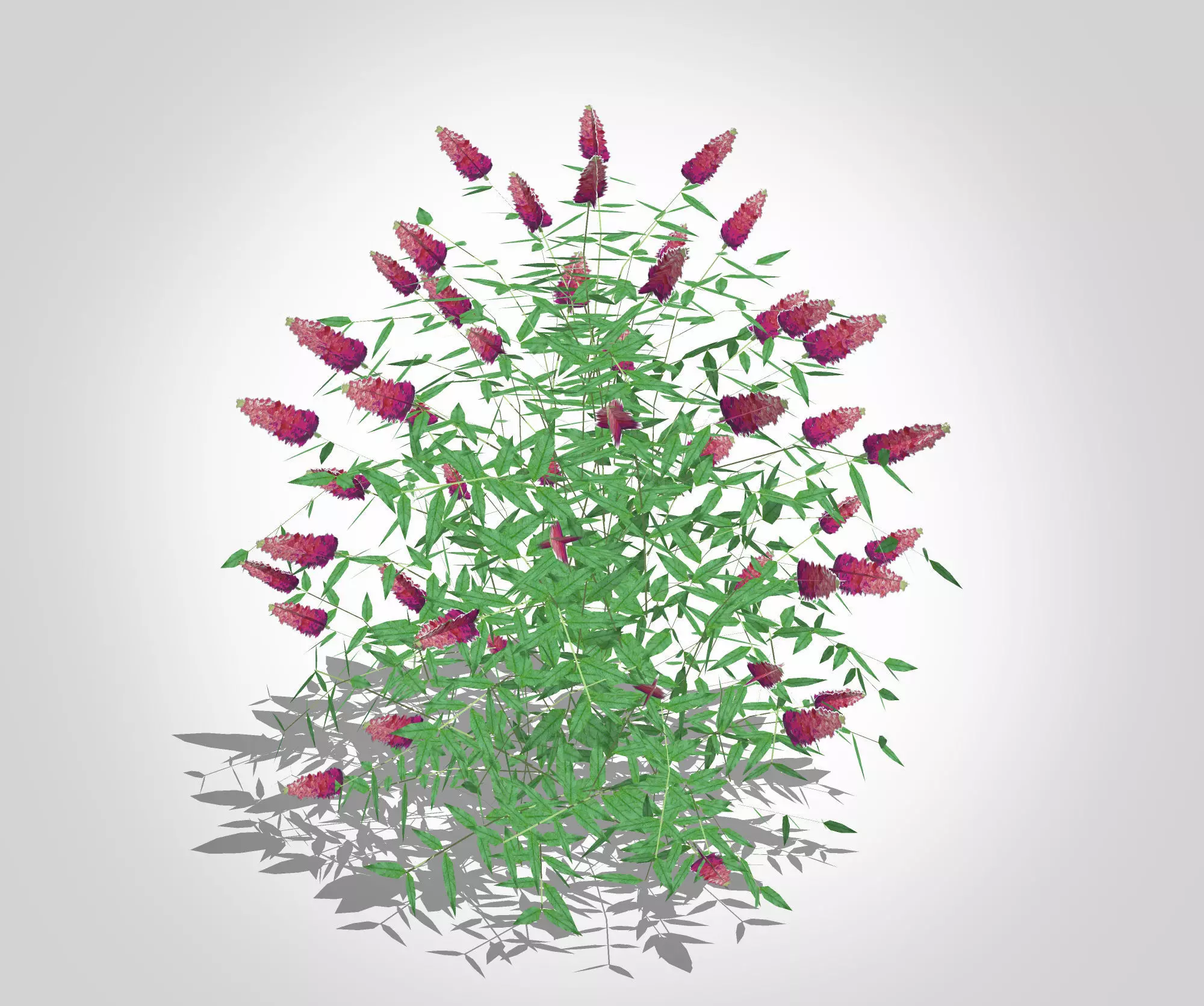 Plant Buddleia Butterfly Bush Pink Low-poly 3D model
