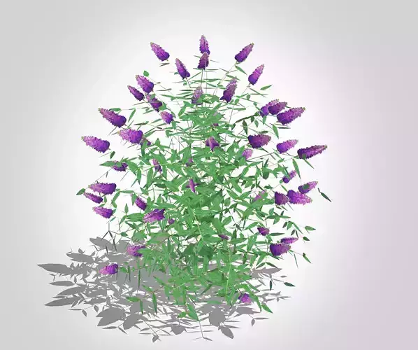 Buddleja Butterfly Bush Purple