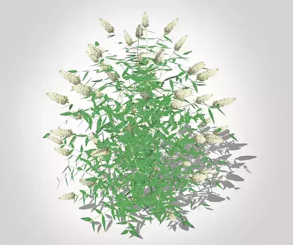 Plant Buddleia Butterfly Bush White