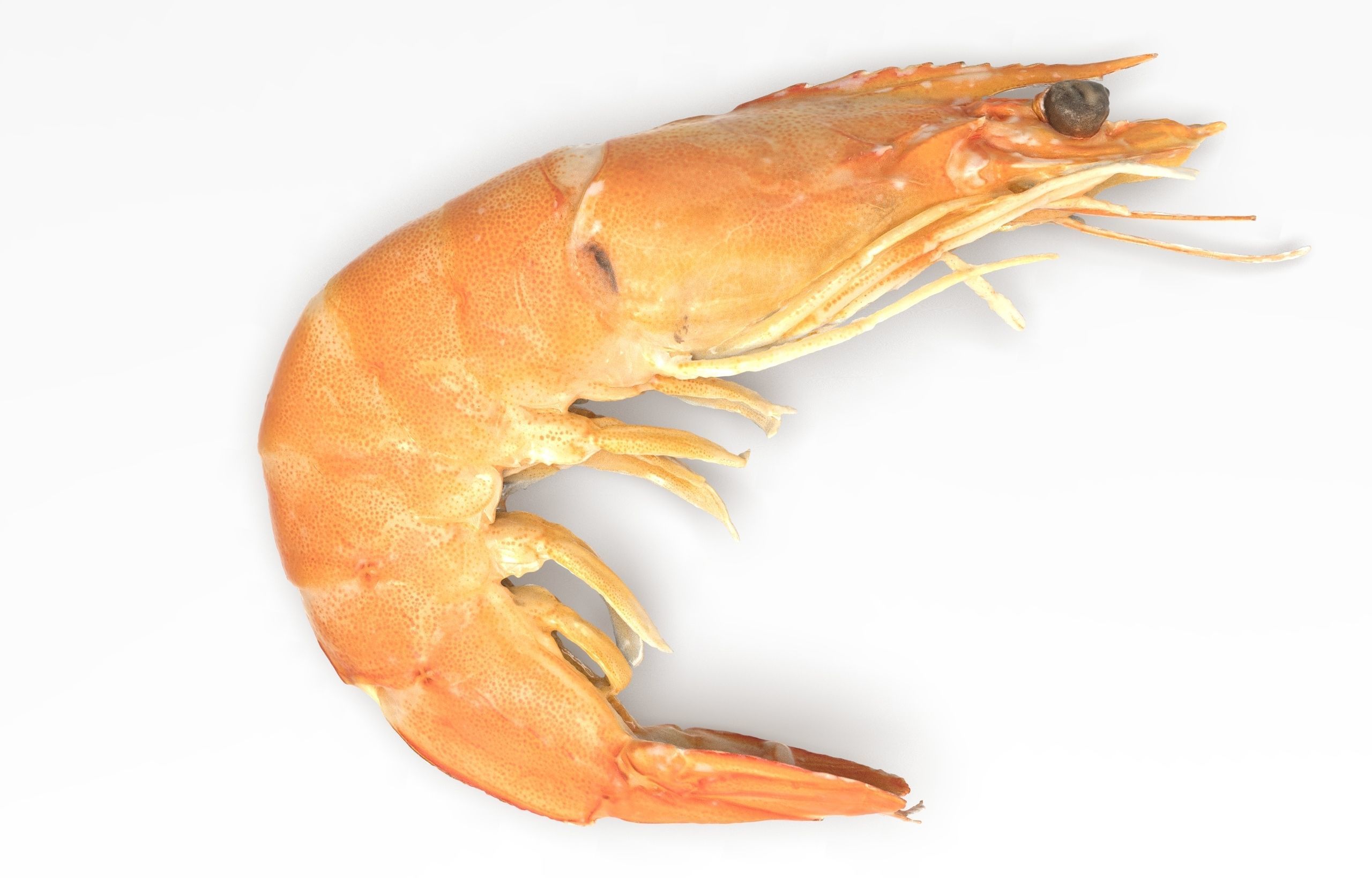Boiled Shrimp Low-poly 3D model_3