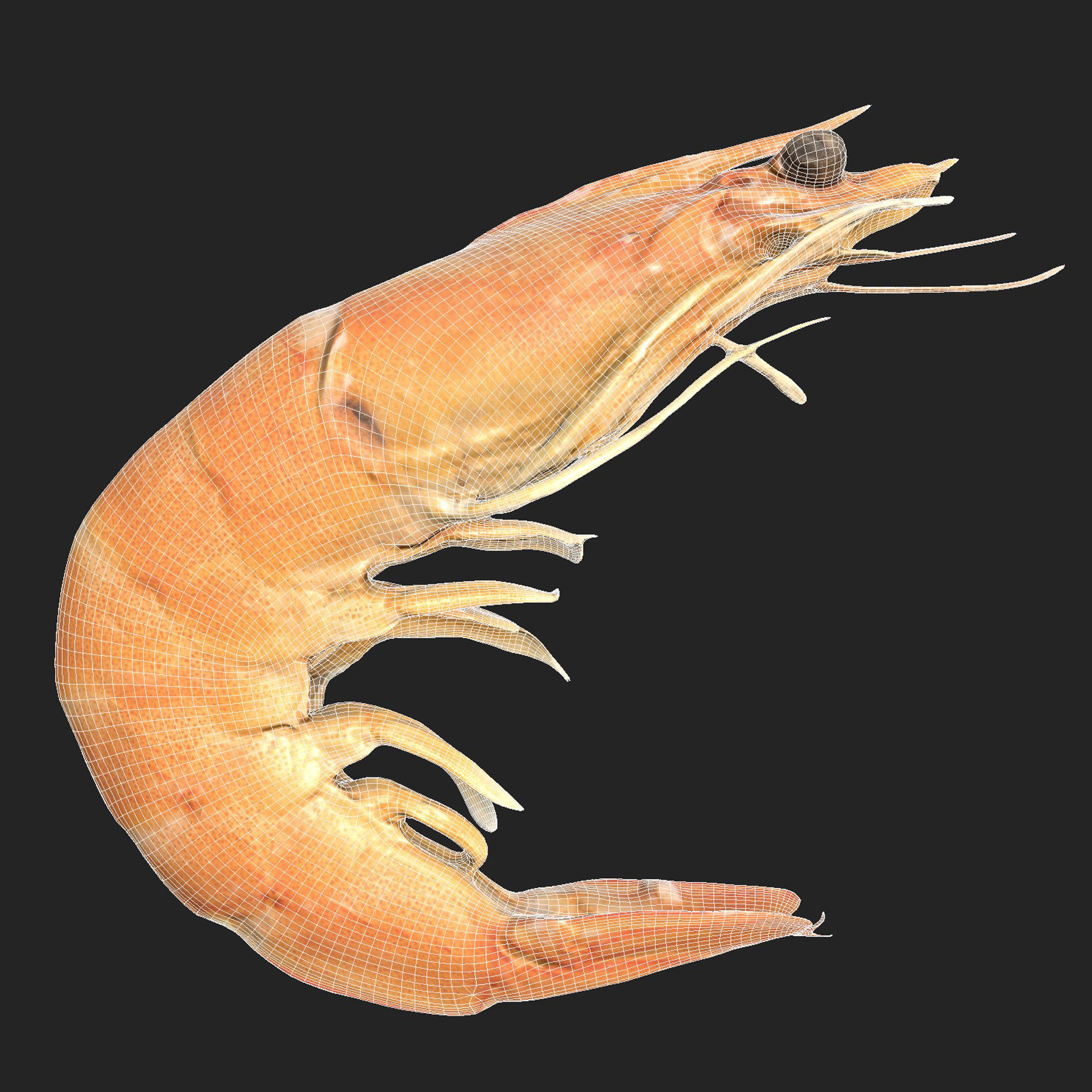 Boiled Shrimp Low-poly 3D model_6