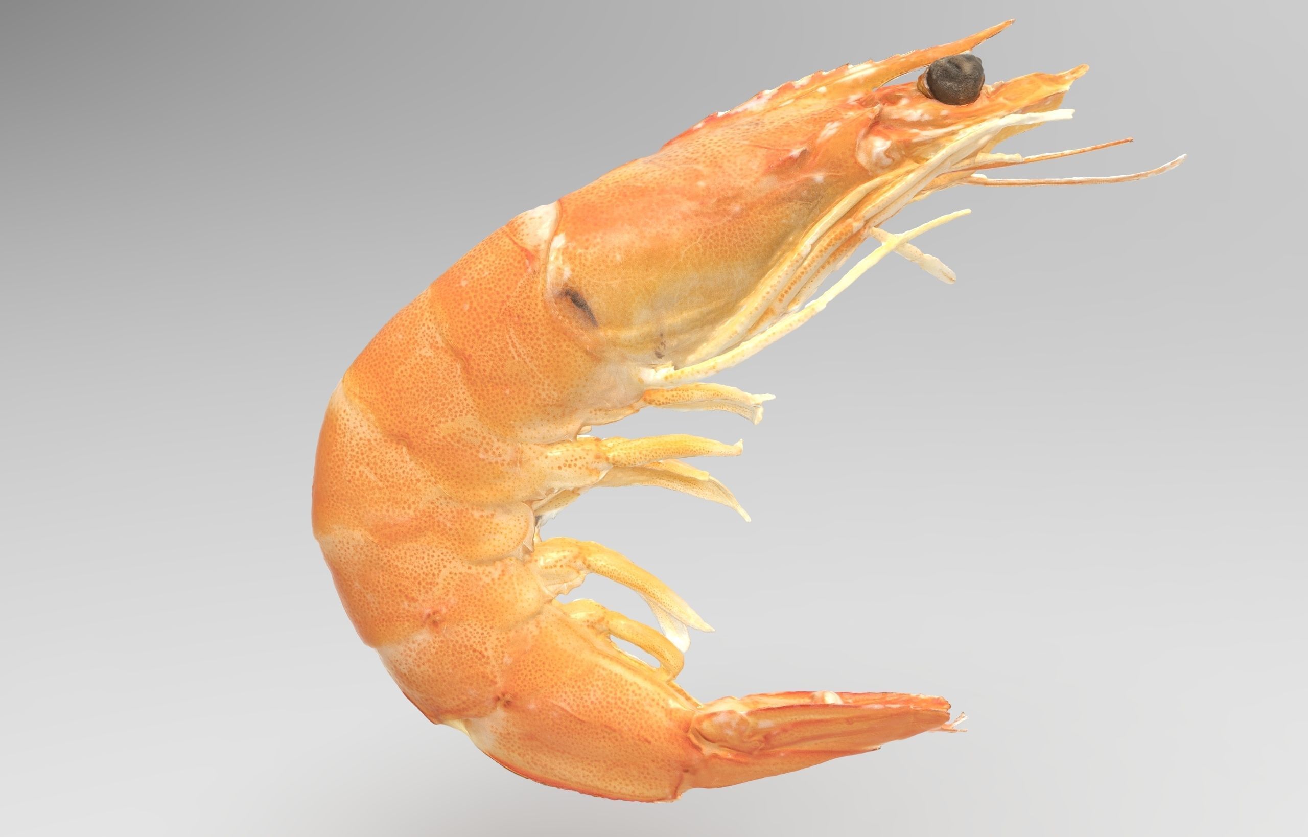 Boiled Shrimp Low-poly 3D model_4
