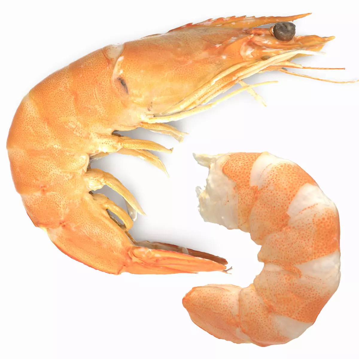 Boiled Shrimp Low-poly 3D model_0