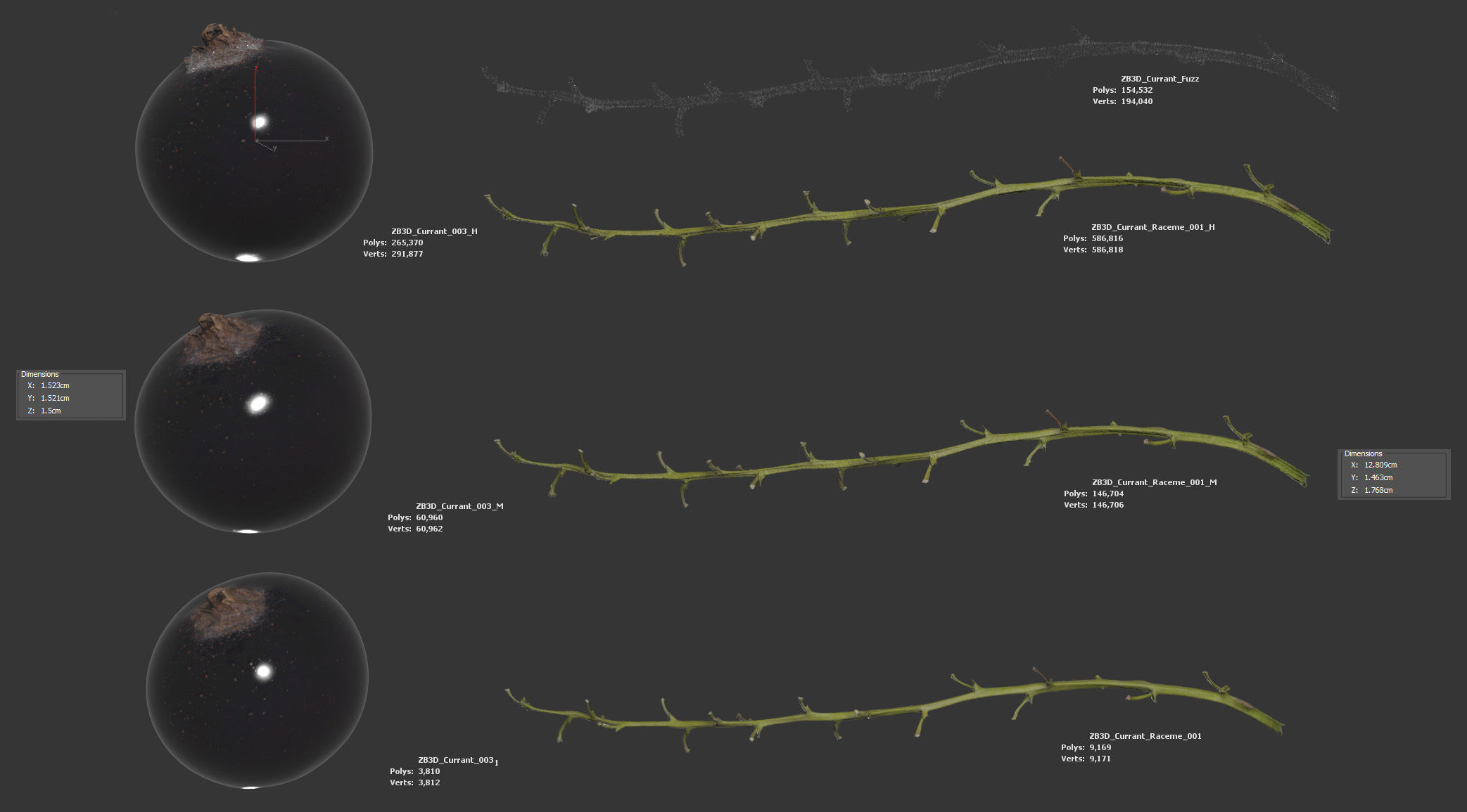 Black Currant 3D model_5