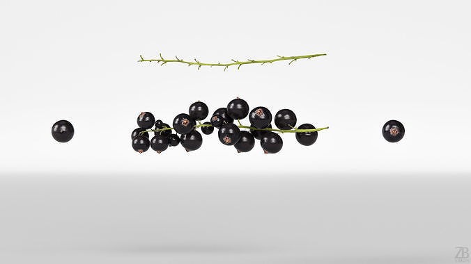 Black Currant 3D model 5