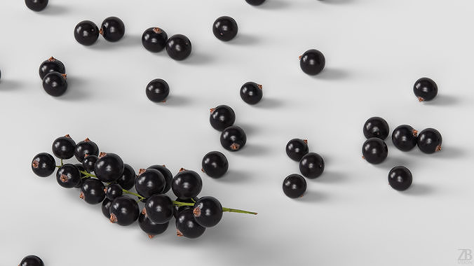Black Currant 3D model 3