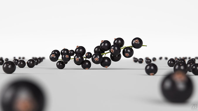 Black Currant 3D model 2