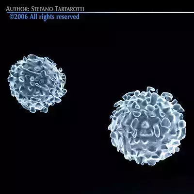White blood cells