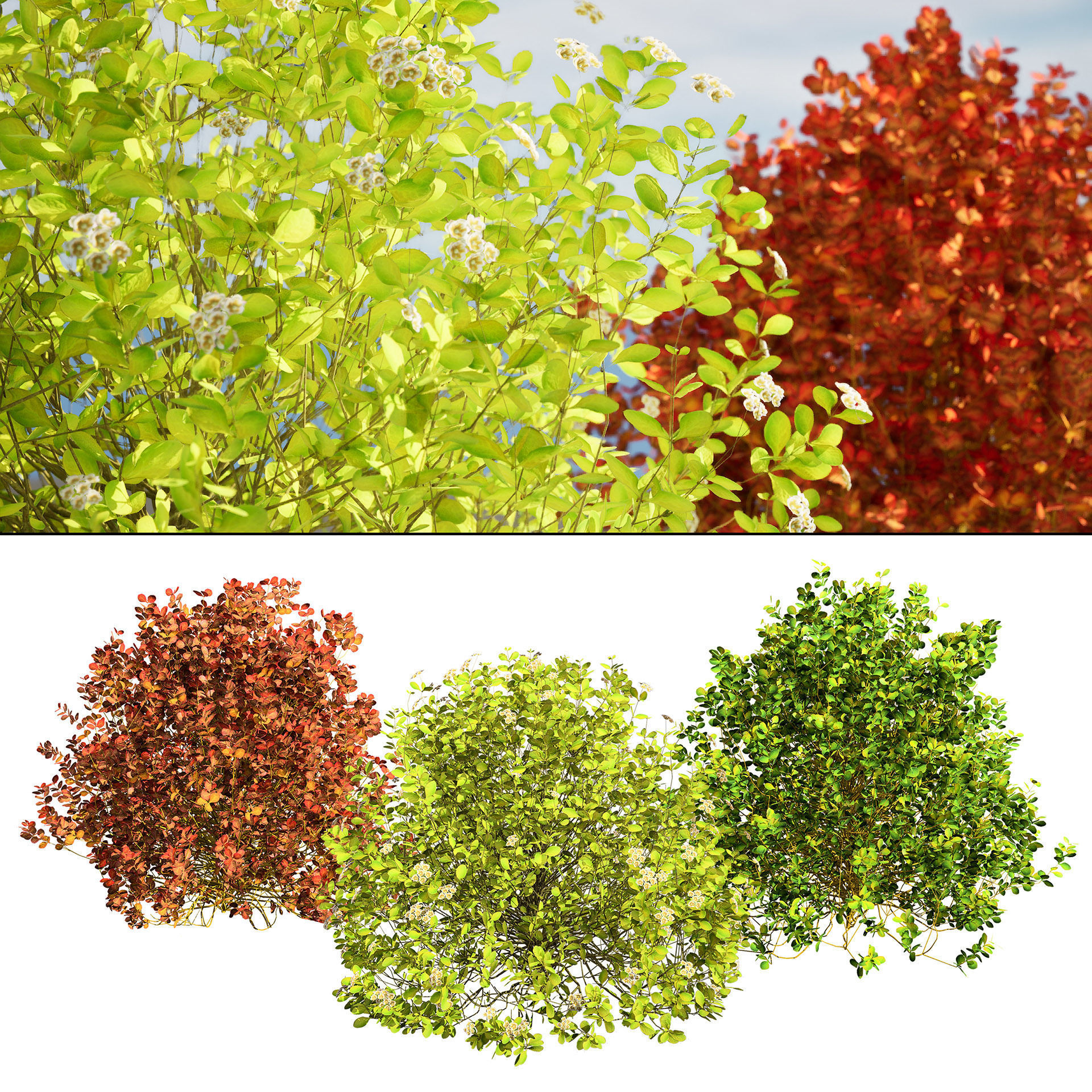 Evergreen Sunjoy Gold Beret Barberry shrub Low-poly 3D model_14