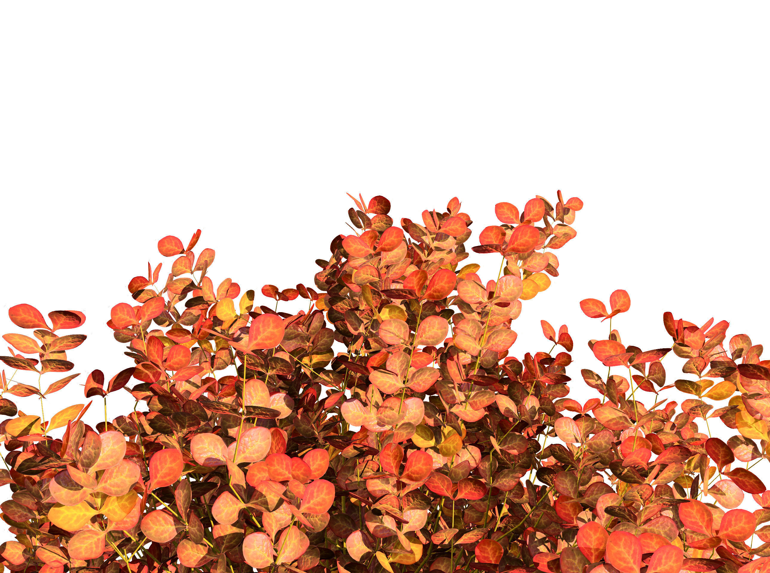 Evergreen Sunjoy Gold Beret Barberry shrub Low-poly 3D model_10