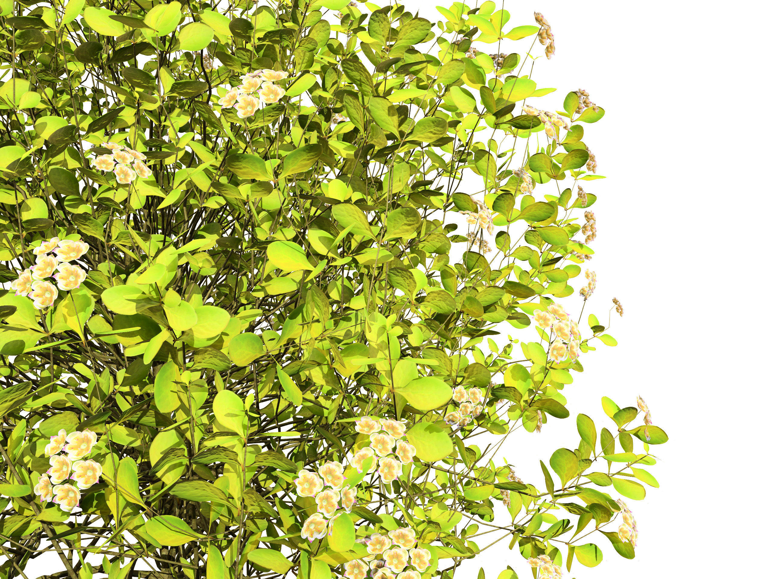 Evergreen Sunjoy Gold Beret Barberry shrub Low-poly 3D model_3