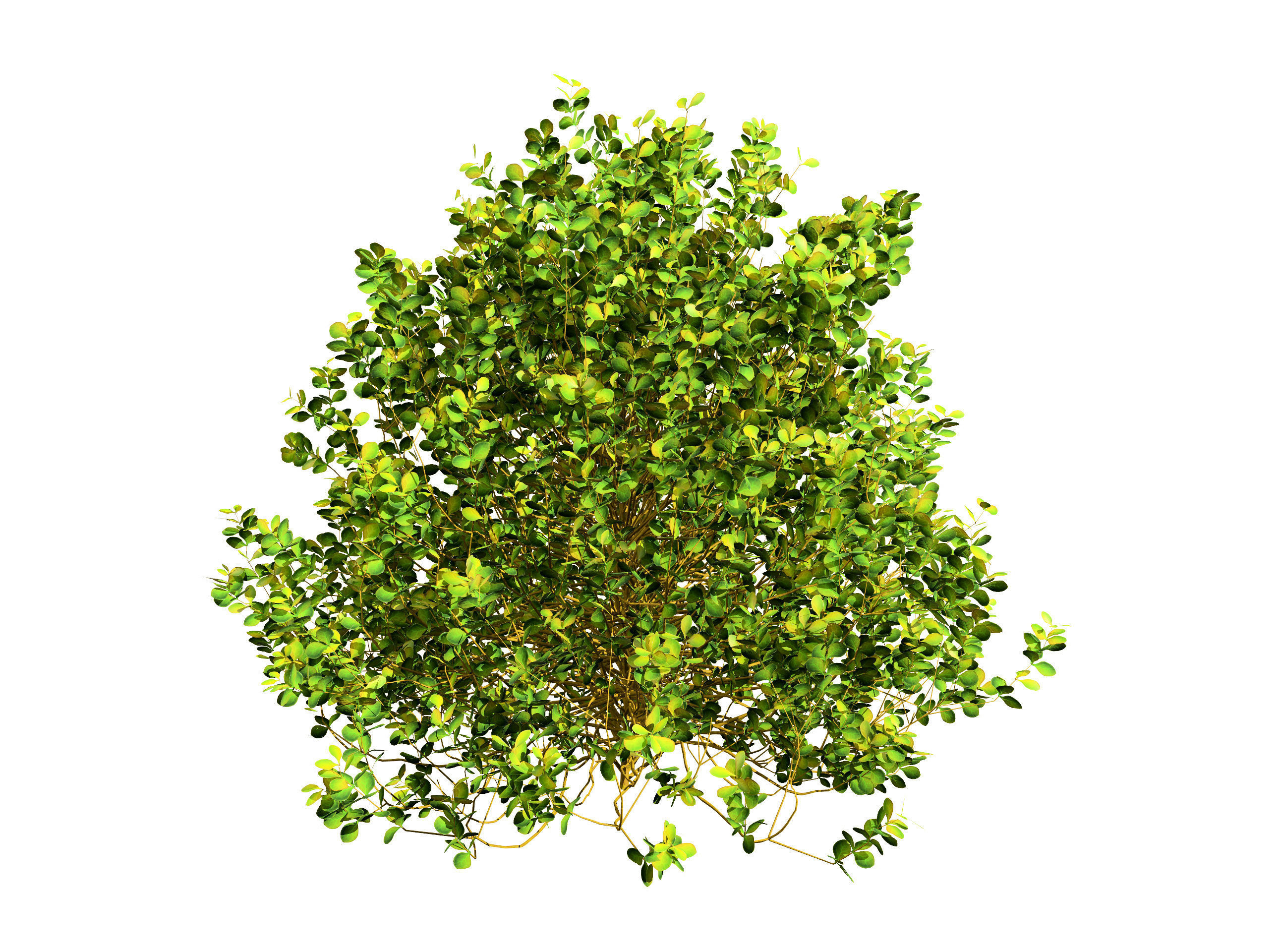 Evergreen Sunjoy Gold Beret Barberry shrub Low-poly 3D model_4