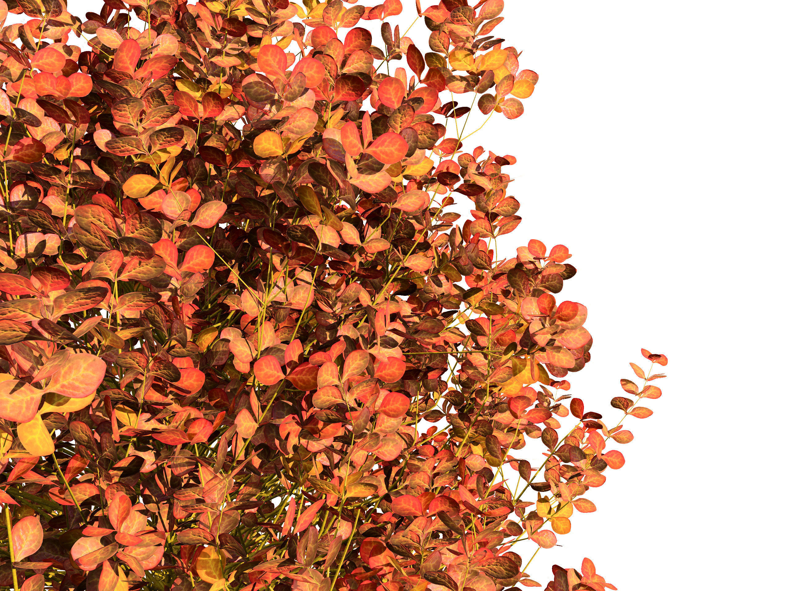 Evergreen Sunjoy Gold Beret Barberry shrub Low-poly 3D model_9